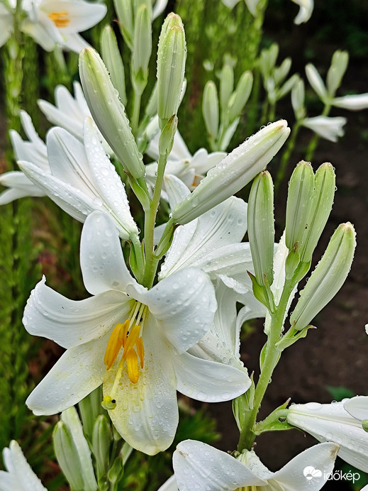 Liliom