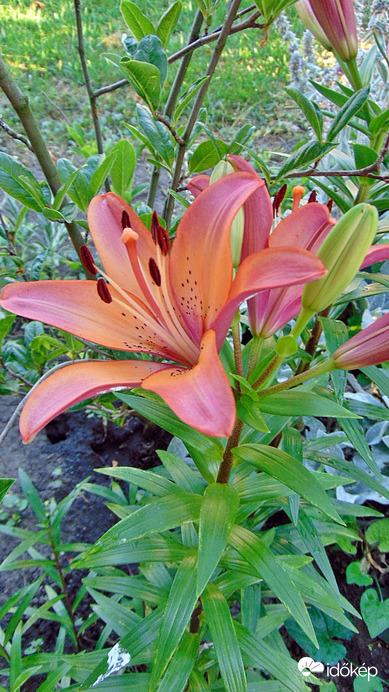 Liliom