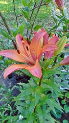 Liliom