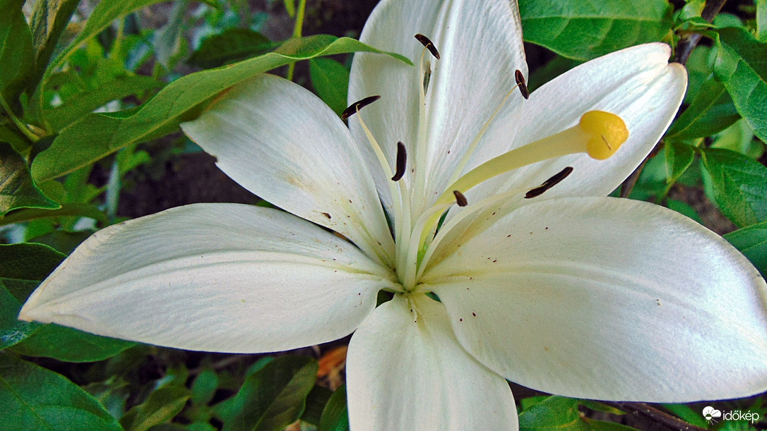 Liliom