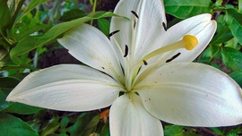 Liliom