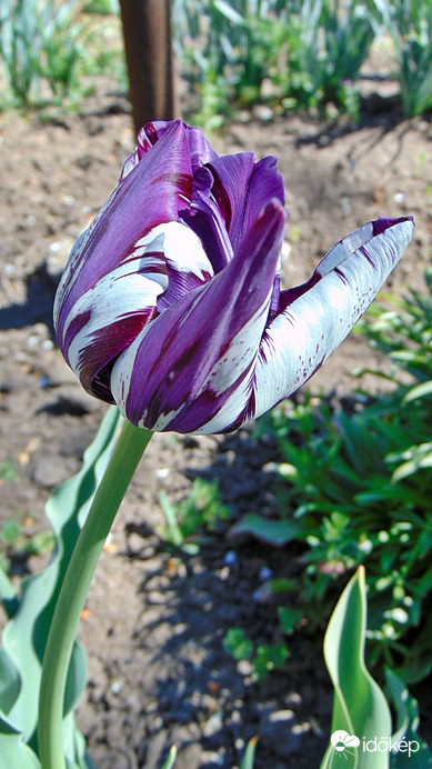 Tulipán