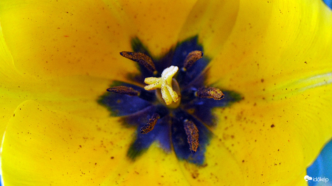Tulipán