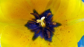 Tulipán