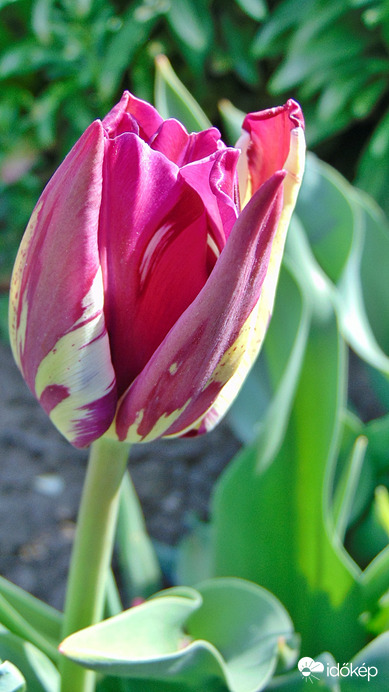 Tulipán