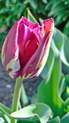 Tulipán