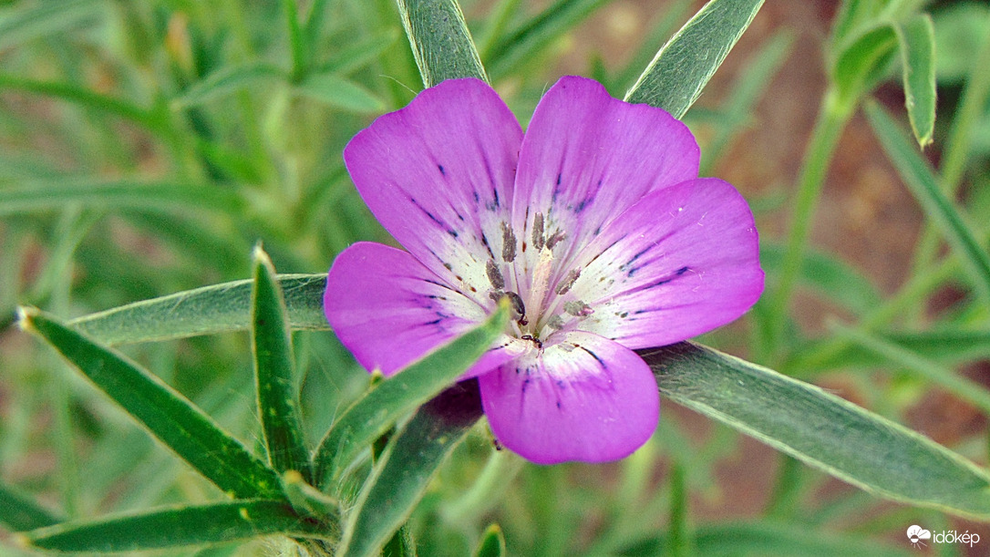 Konkoly