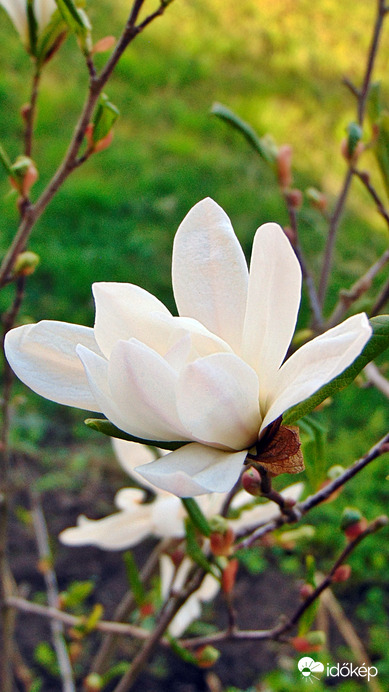 Magnólia
