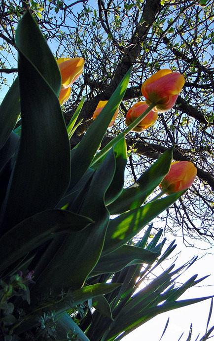 Tulipán