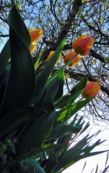 Tulipán