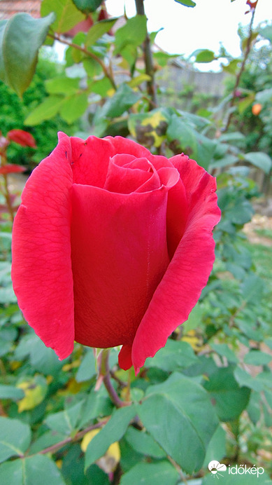 Rózsa