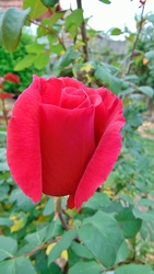 Rózsa