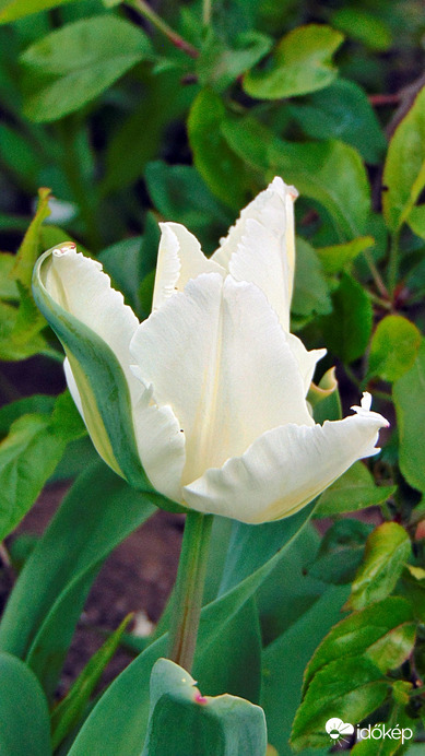 Tulipán