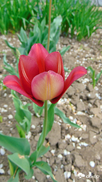Tulipán