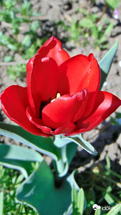 Tulipán