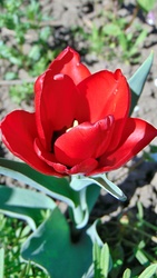Tulipán