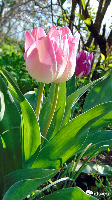 Tulipán