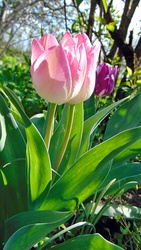 Tulipán