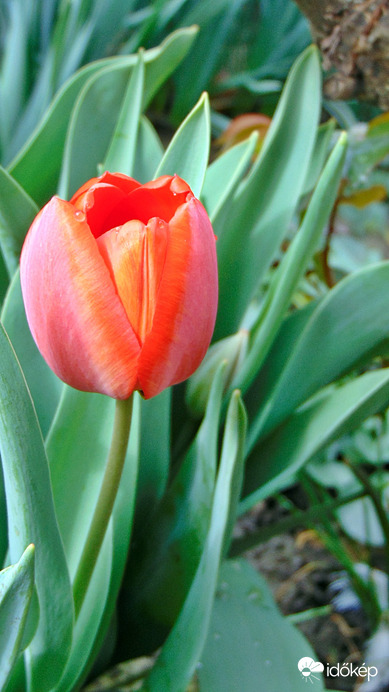 Tulipán