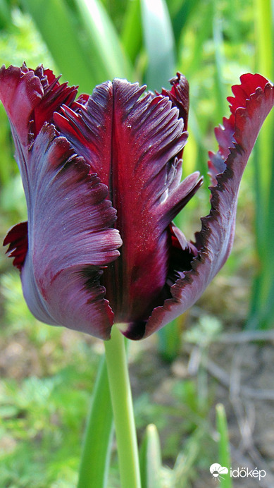 Tulipán