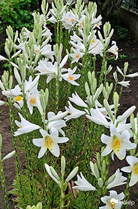 Liliom
