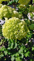 Labdarózsa