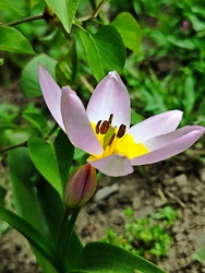 Kibontakozva 