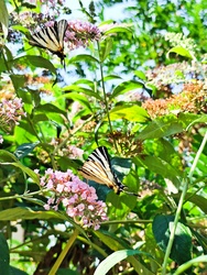 2 lepke