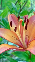 Liliom