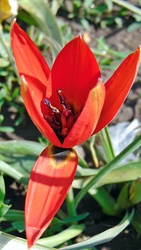 Tulipán