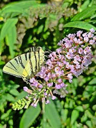 Lepke 