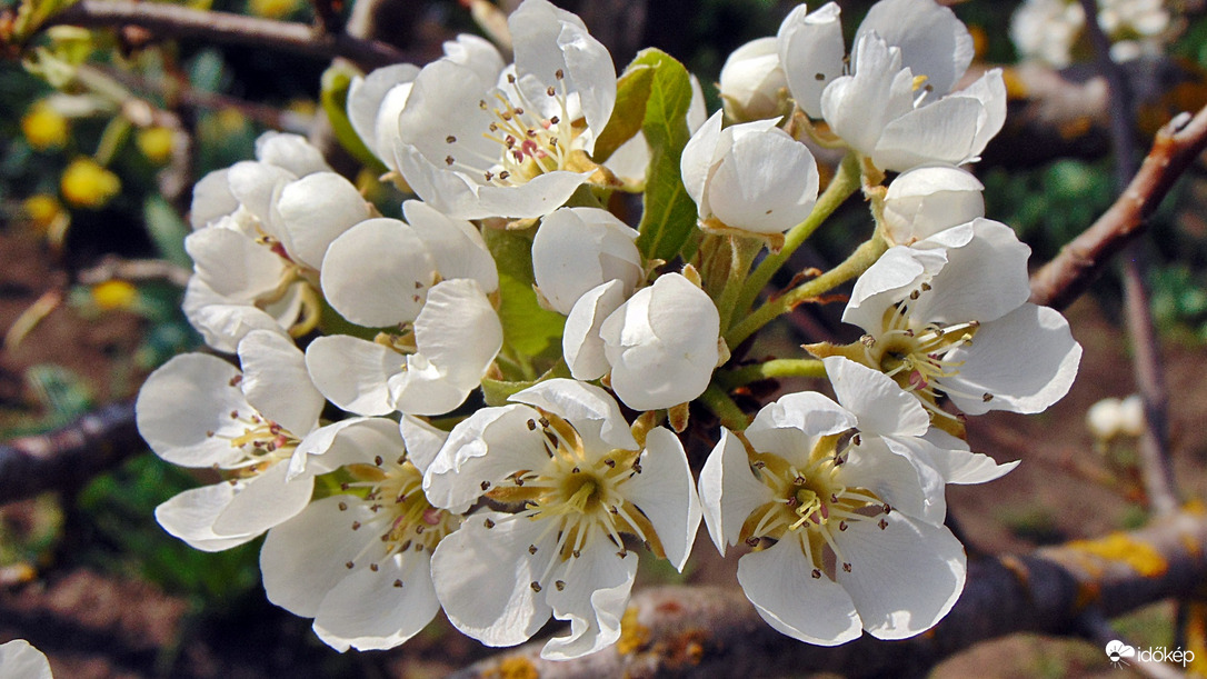 Körte virág