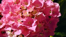 Hortenzia