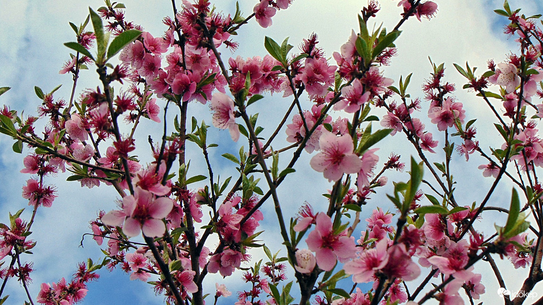 Rózsaszín virágok!