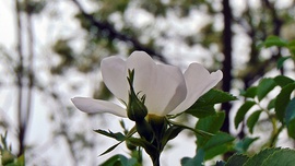 Vadrózsa