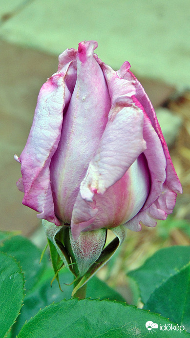 Rózsa