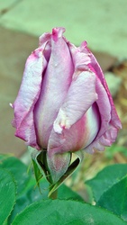 Rózsa