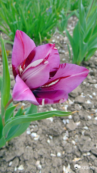 Tulipán