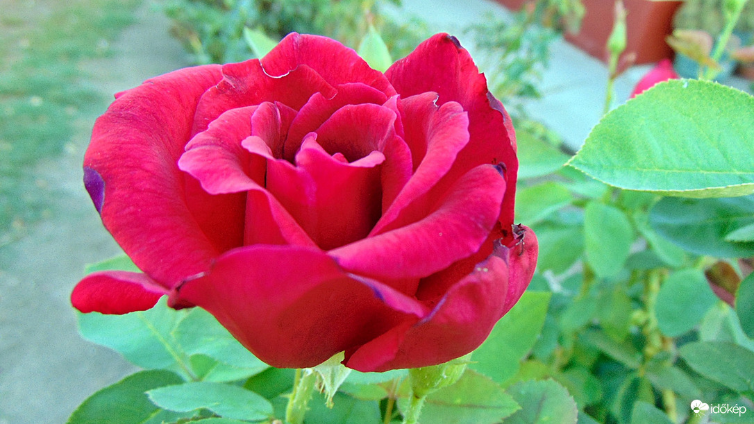 Rózsa