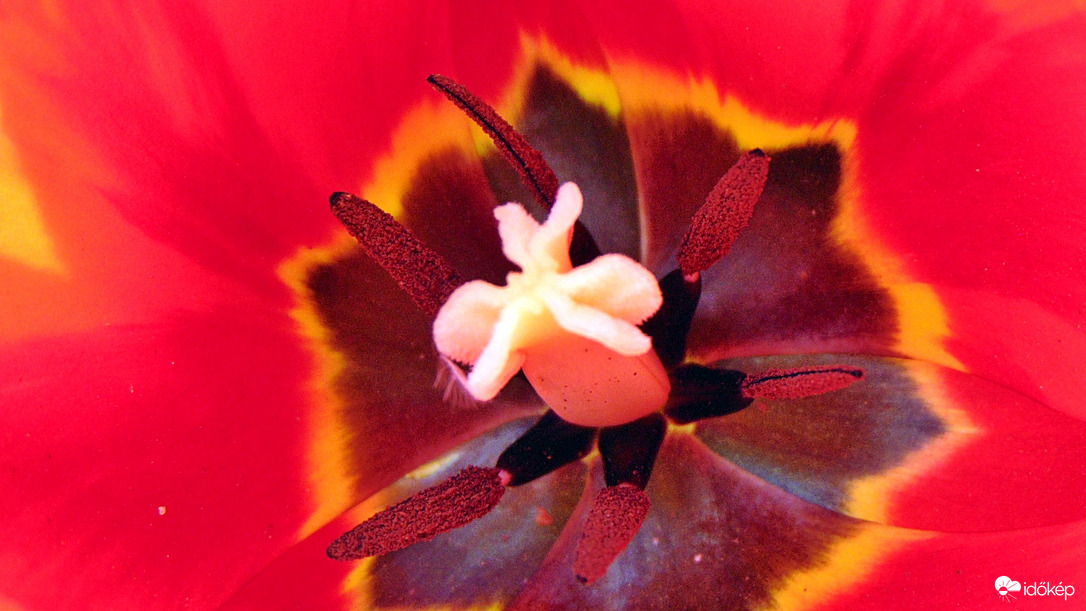 Tulipán