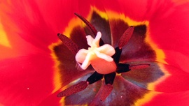 Tulipán