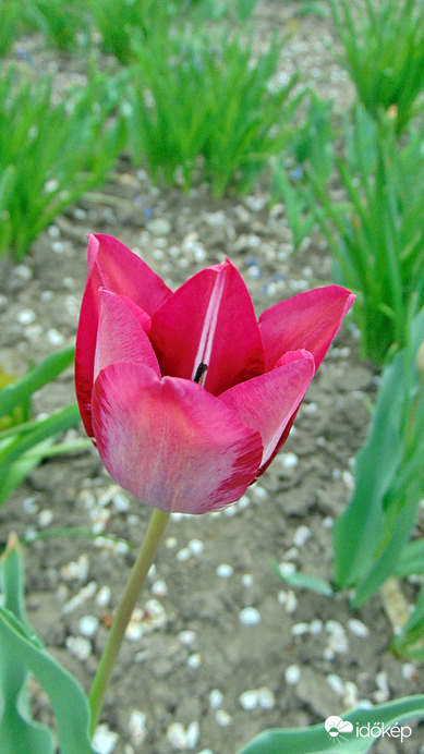 Tulipán
