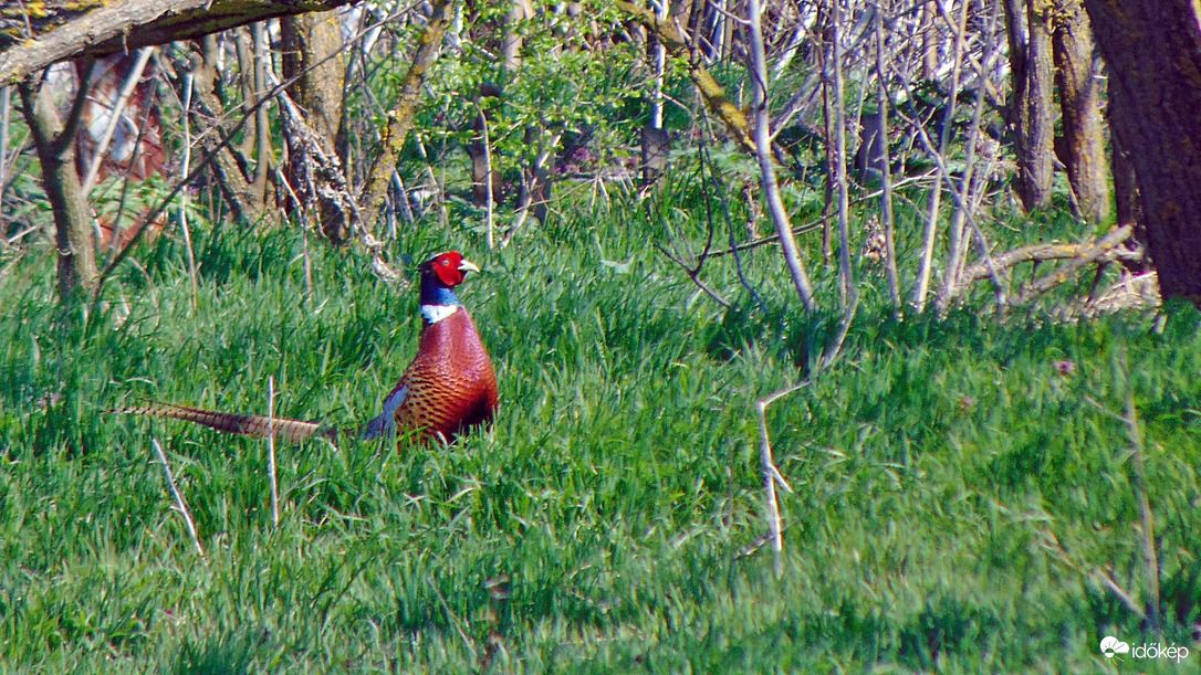 Fácán 