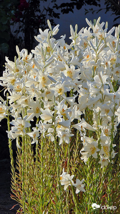 Liliom