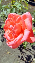 Rózsa