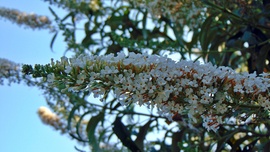 Nyári orgona