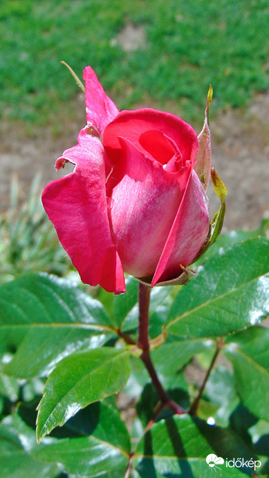 Rózsa