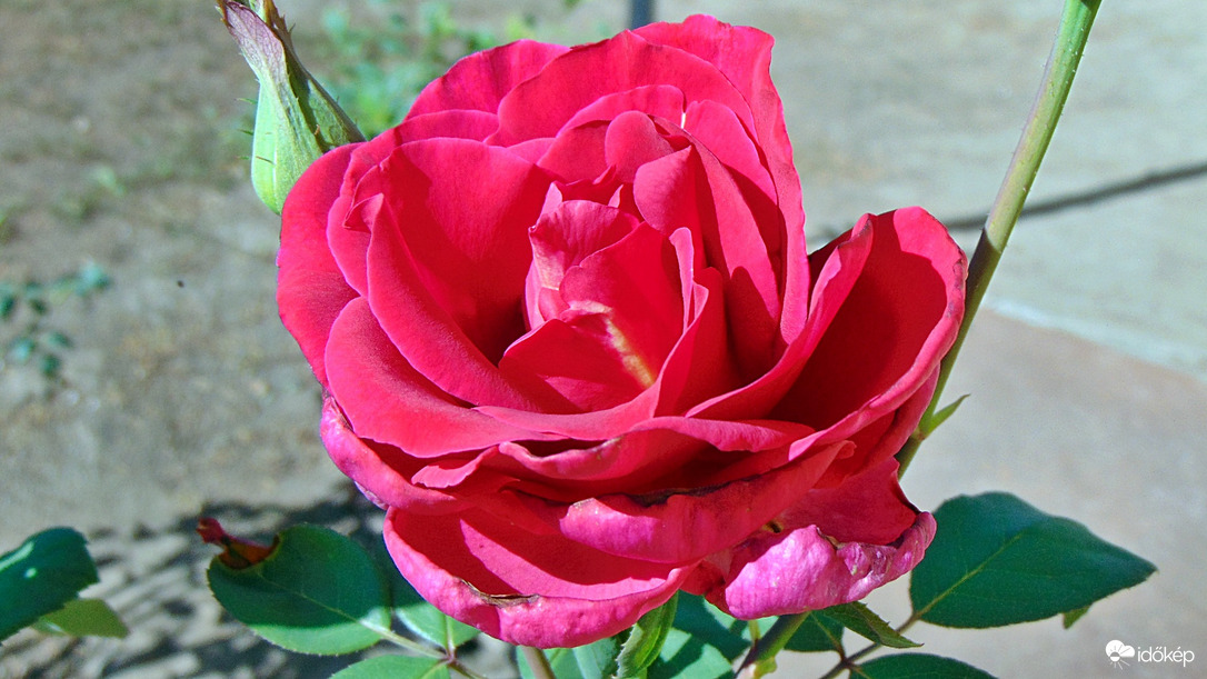 Rózsa