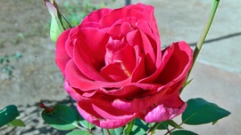 Rózsa