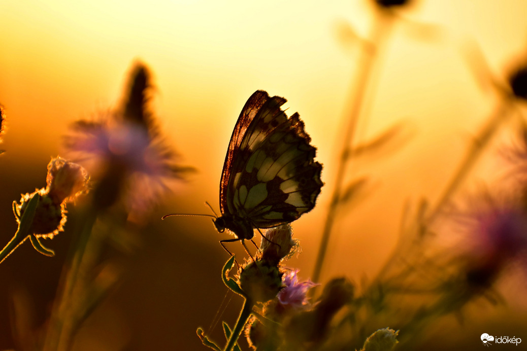 Limenitis camilla kis lonclepke